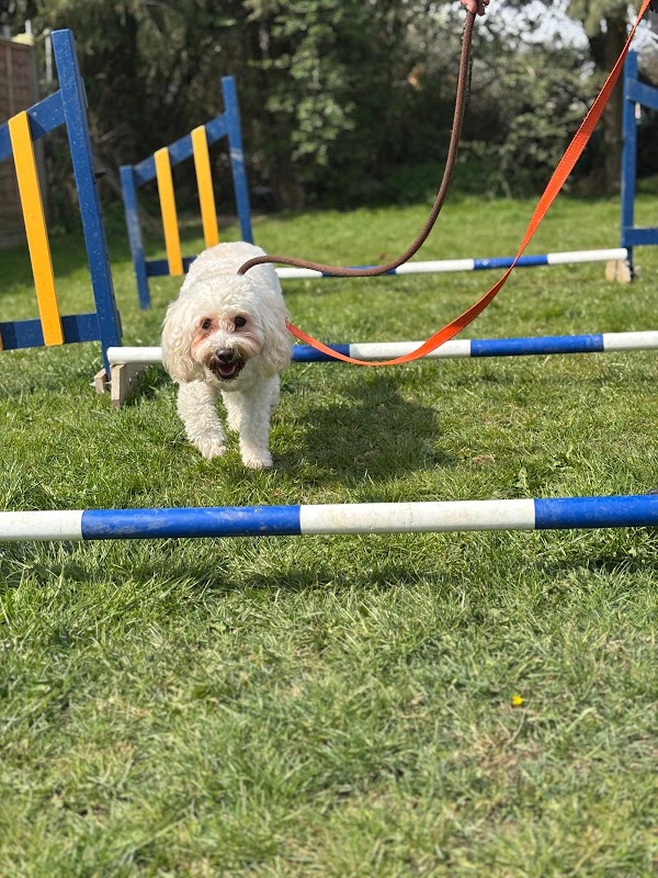 4 Paws Kennels photo 3