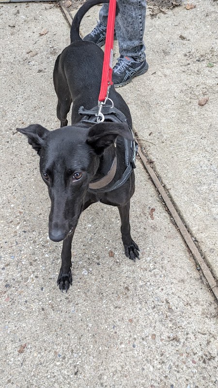 Wallace Kennels photo 3