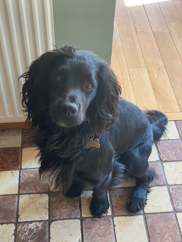 Clan Dog photo 2