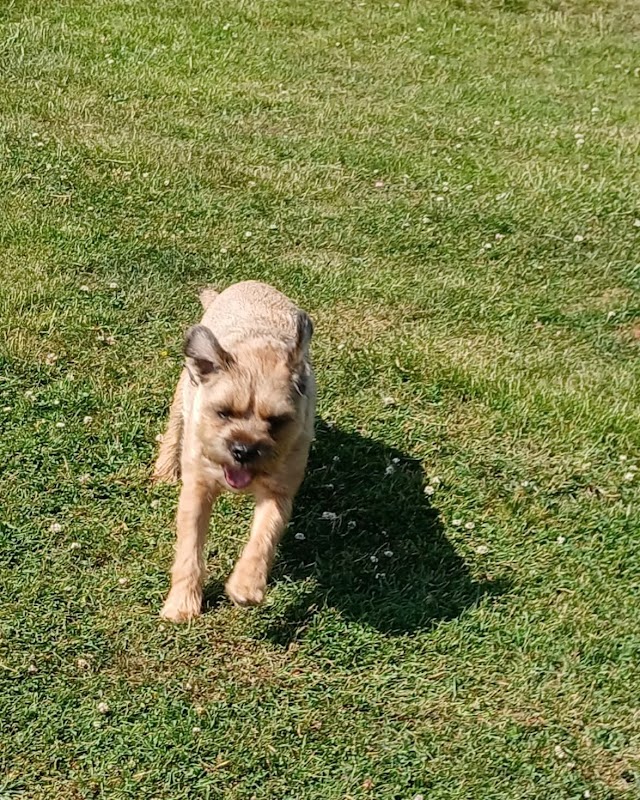 A1 Kennels