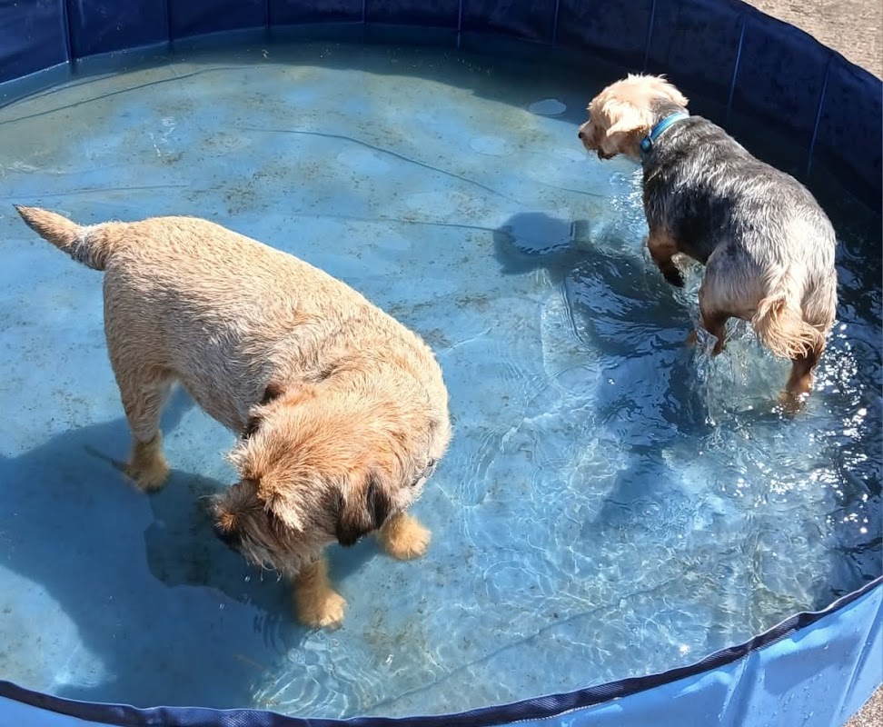 A1 Kennels photo 2