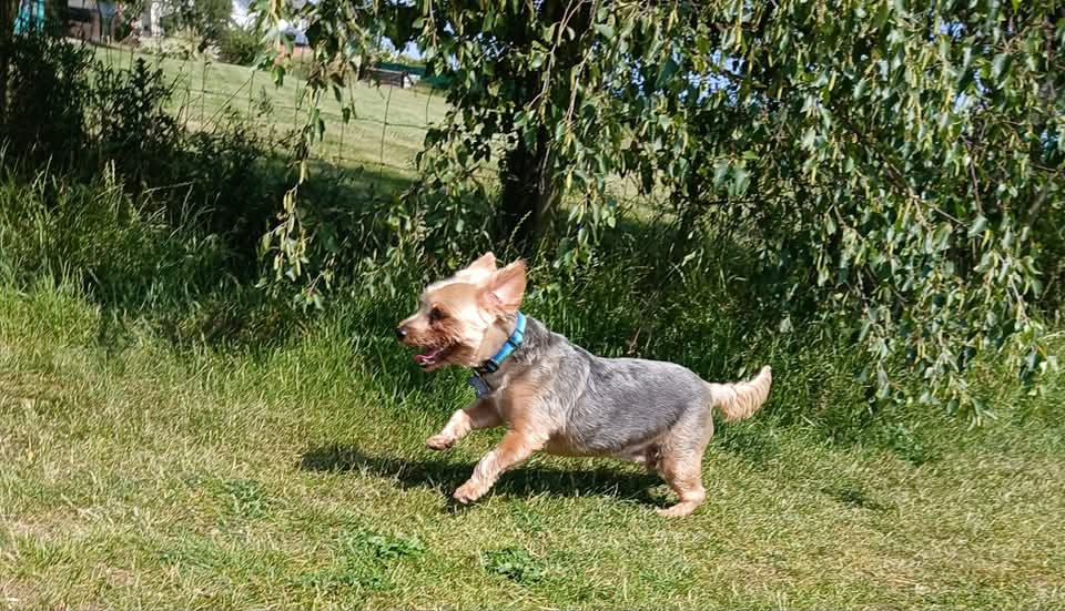 A1 Kennels photo 3