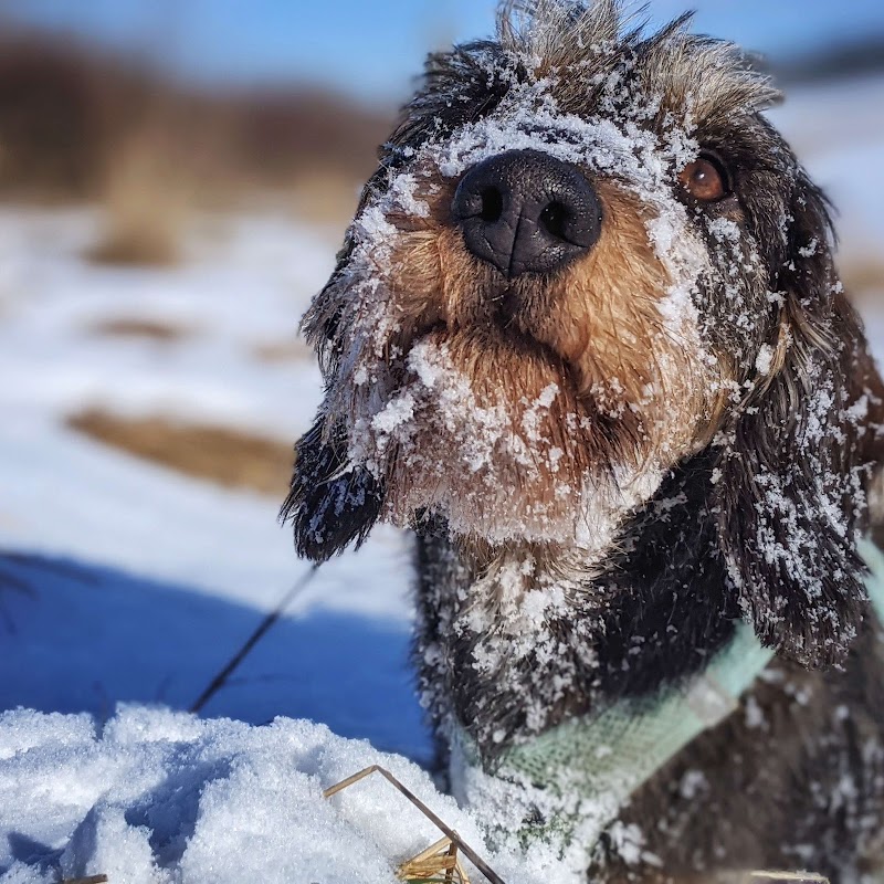 Peak Dog Services photo 3
