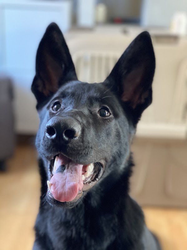 German Shepherd Dog Schwarz - With Certificate Pedigree from Germany photo 3