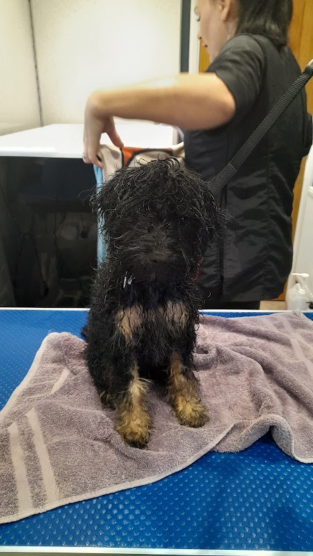 The Posh Pups - Horsham — breeder photo