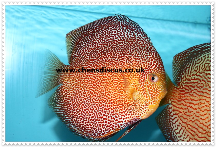 Chens Discus photo 2