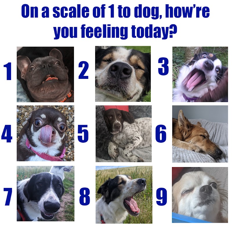 Dogs Are Us photo 2