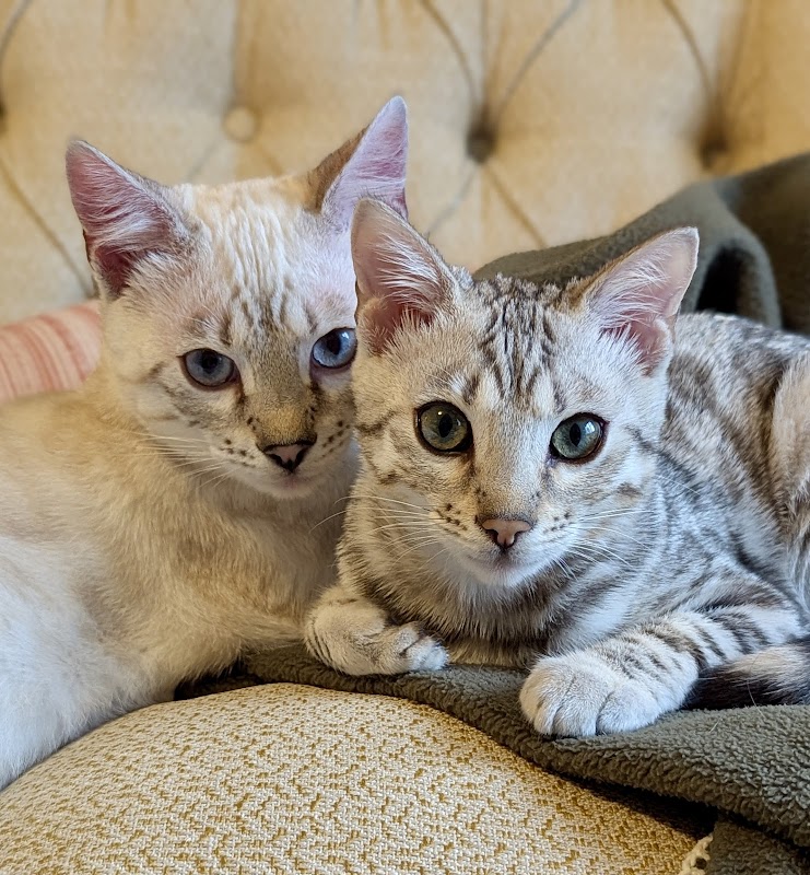 Baybengalz Bengal Cats and Kittens