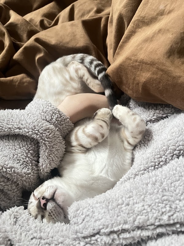 Baybengalz Bengal Cats and Kittens photo 1