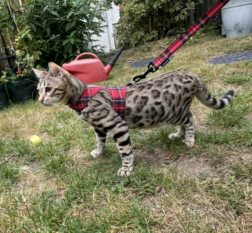 Baybengalz Bengal Cats and Kittens photo 3