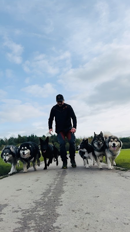 Sexton Dogs