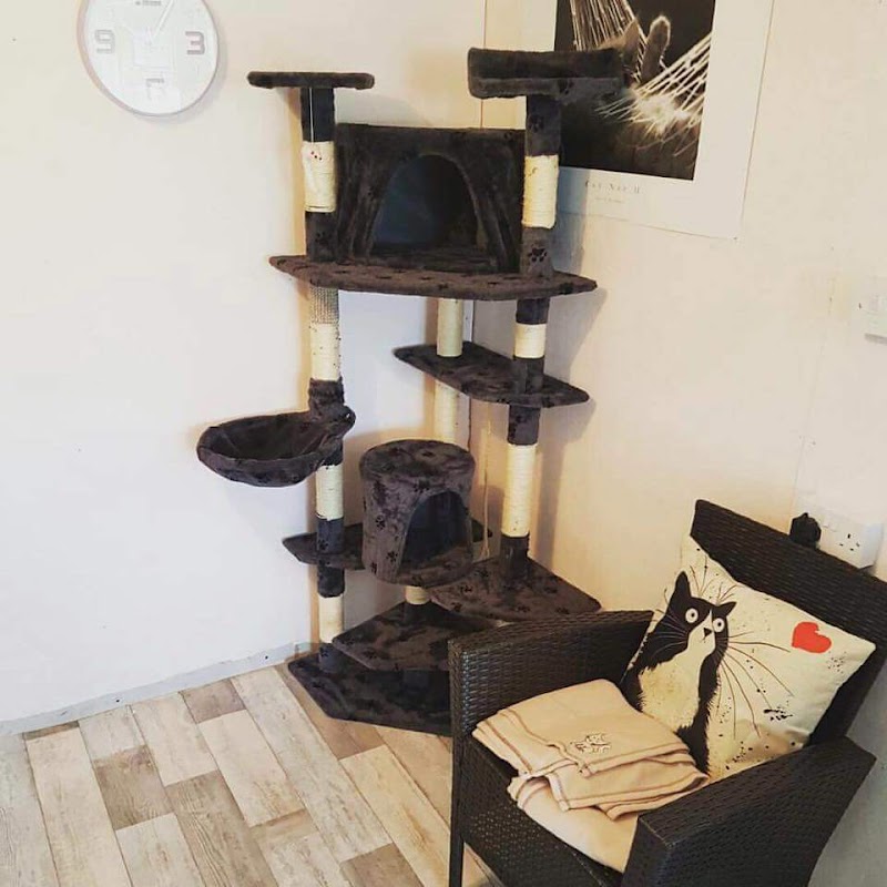 Tinkerbells Cattery Newtownabbey photo 2