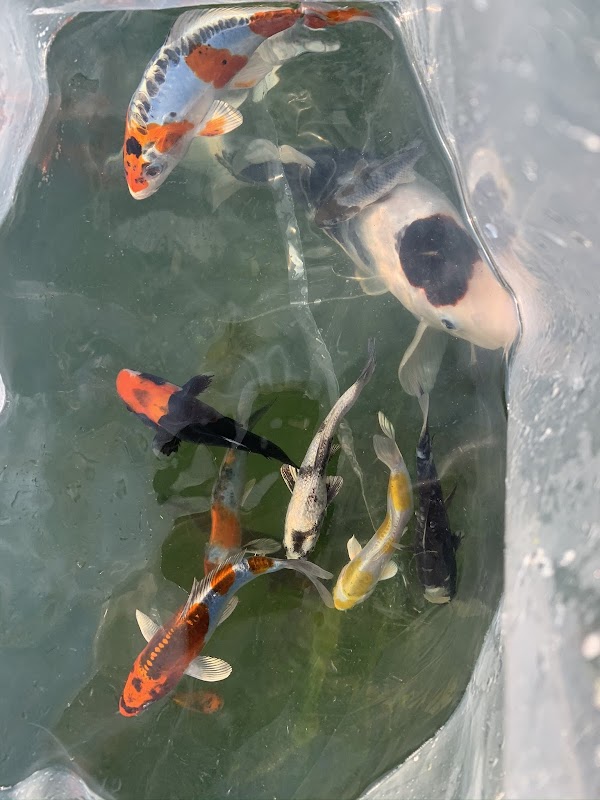 A1-Koi photo 2