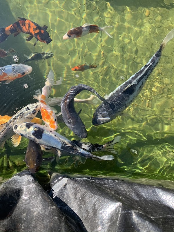A1-Koi photo 3
