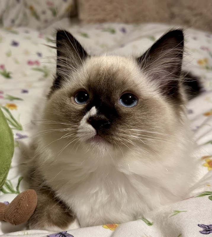 McCulloch Ragdolls photo 3