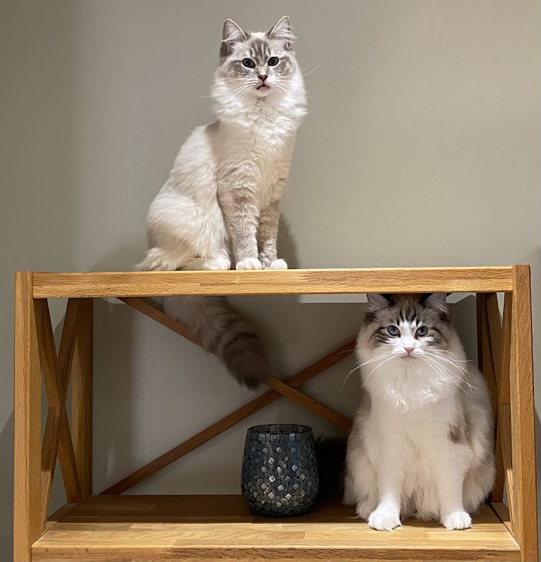 McCulloch Ragdolls photo 2