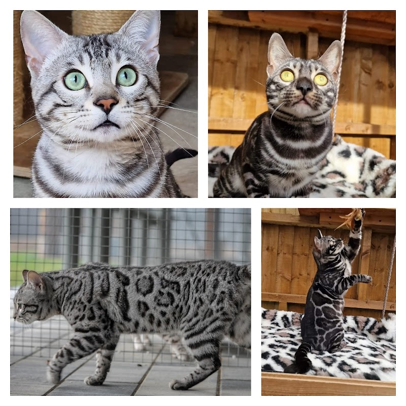 Fureverbuddys Bengals UK