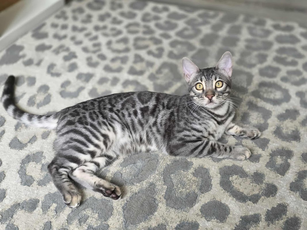 Fureverbuddys Bengals UK photo 1