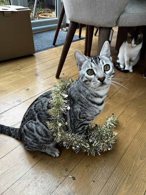 Fureverbuddys Bengals UK photo 2