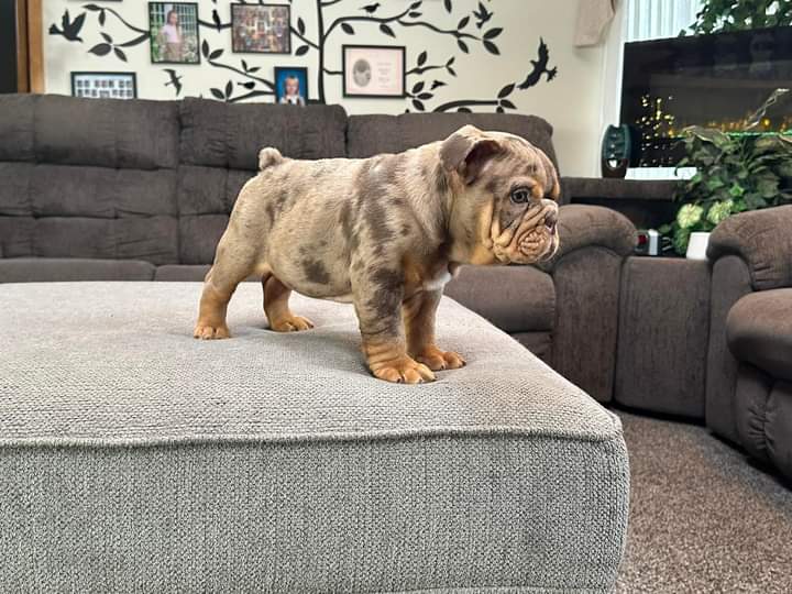 French Bulldog puppies for sale