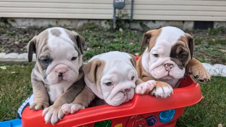French Bulldog puppies for sale photo 3