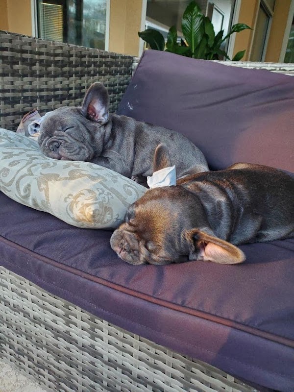 French Bulldog puppies for sale photo 2