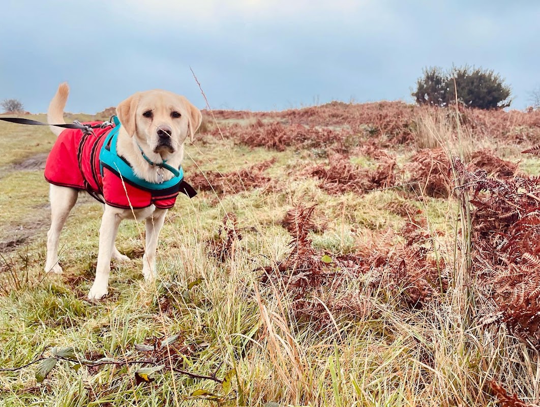 Barkers Lodge Hotel | Dog Kennels Bridgend