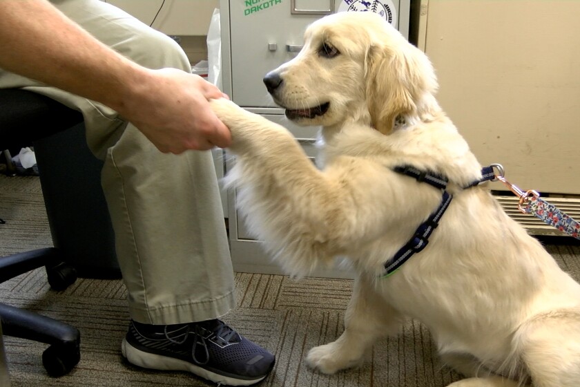 Bonsavior Retrievers photo 2