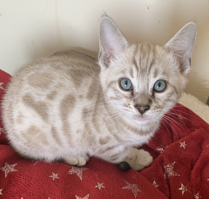 Devine Beauty Bengals