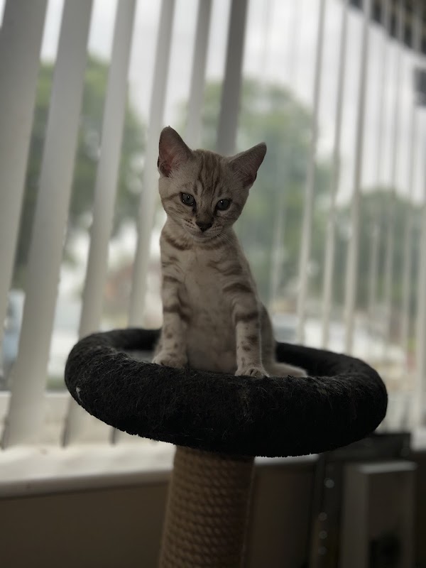 Devine Beauty Bengals photo 1