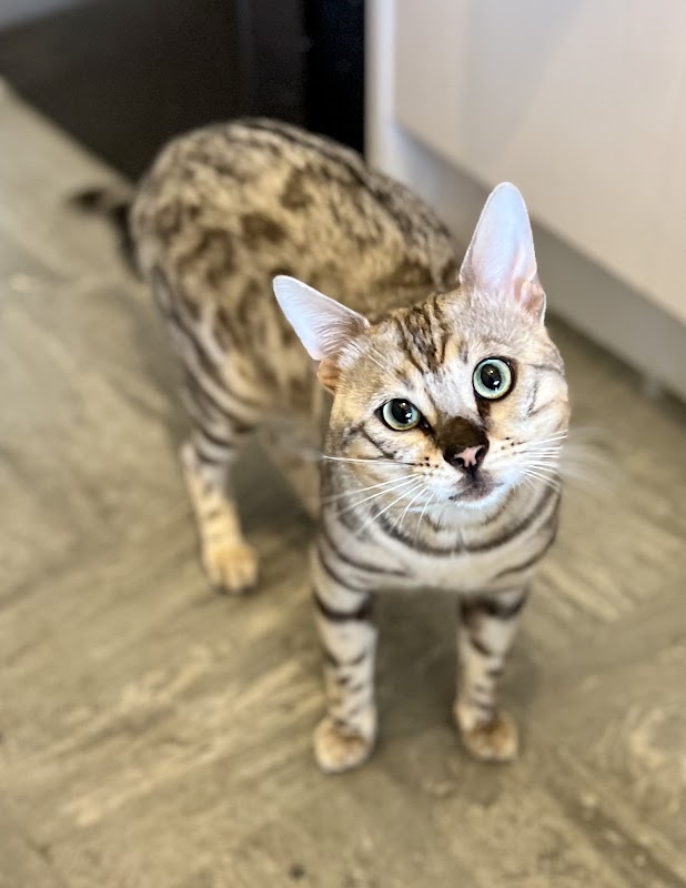 Devine Beauty Bengals photo 3