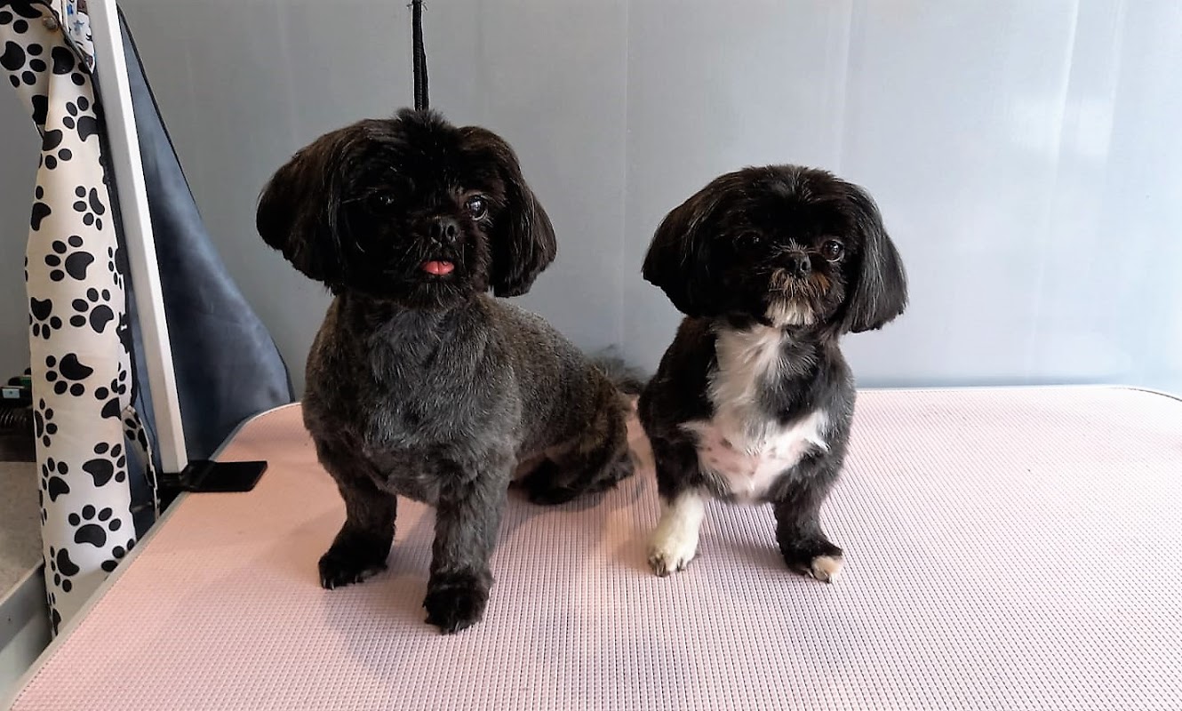 Plush Pups — breeder photo