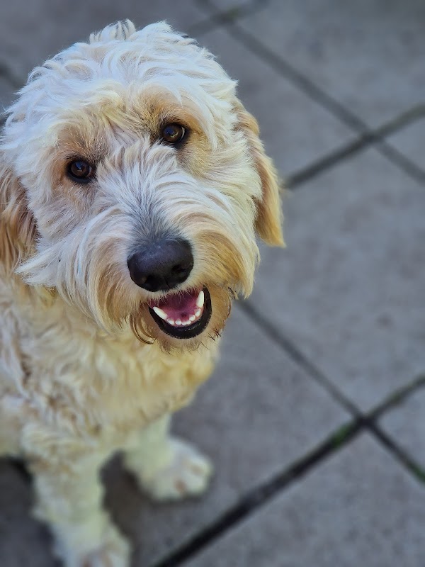 For The Love of The Dogs