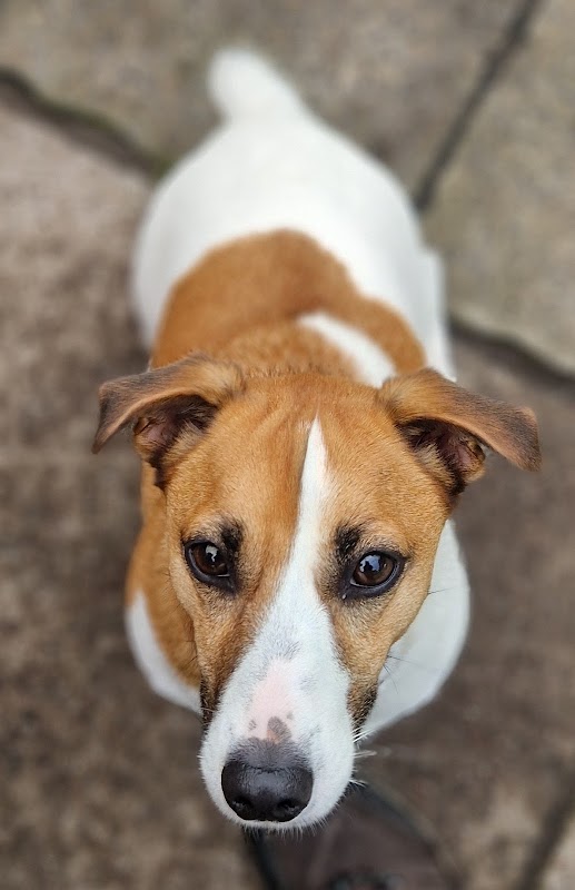 For The Love of The Dogs photo 1