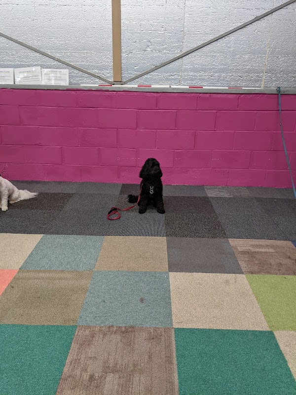 Breckenridge House - Home of Paws & Pups photo 3