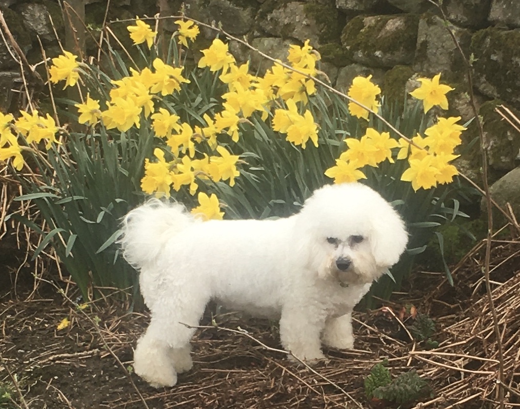 Fiona's Bonnie Dogs photo 1