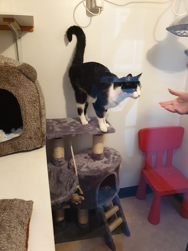 Mossbank Farm Cattery photo 1