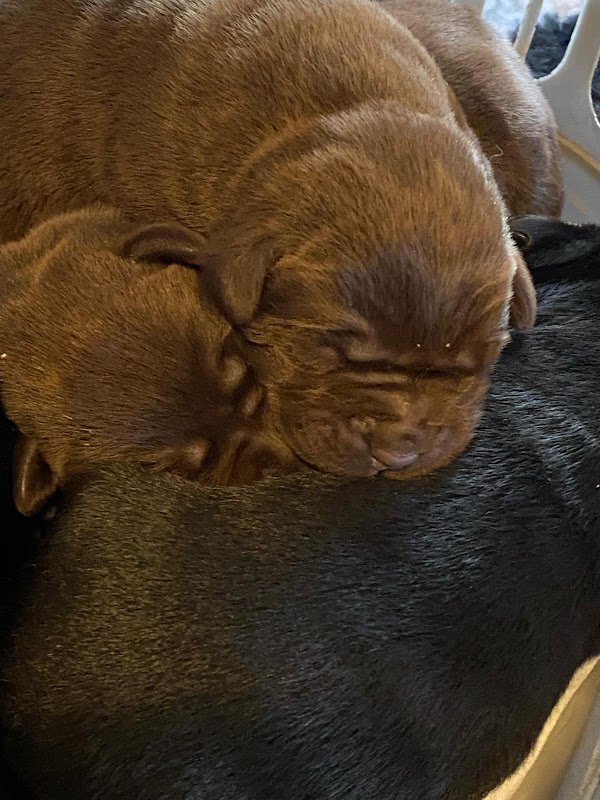 Alidorlabs Labradors