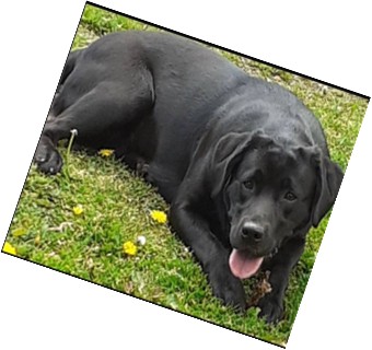 Alidorlabs Labradors photo 3