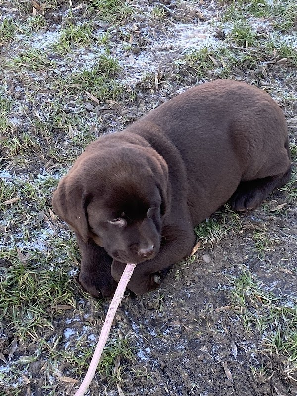 Alidorlabs Labradors photo 2
