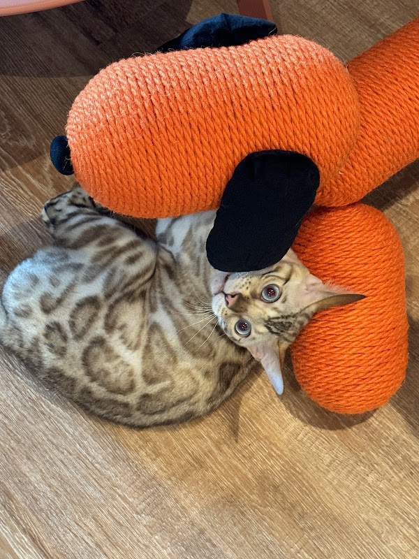Cozy Cozy Cattery photo 2