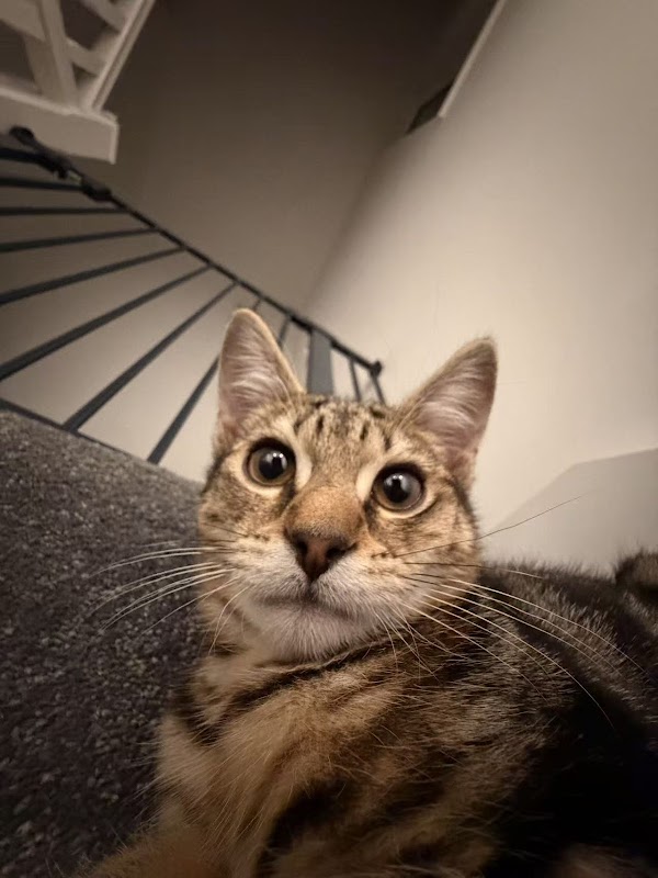 Cozy Cozy Cattery photo 3