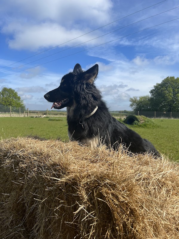 Bow Wow Dog Adventures & Secure Field photo 3