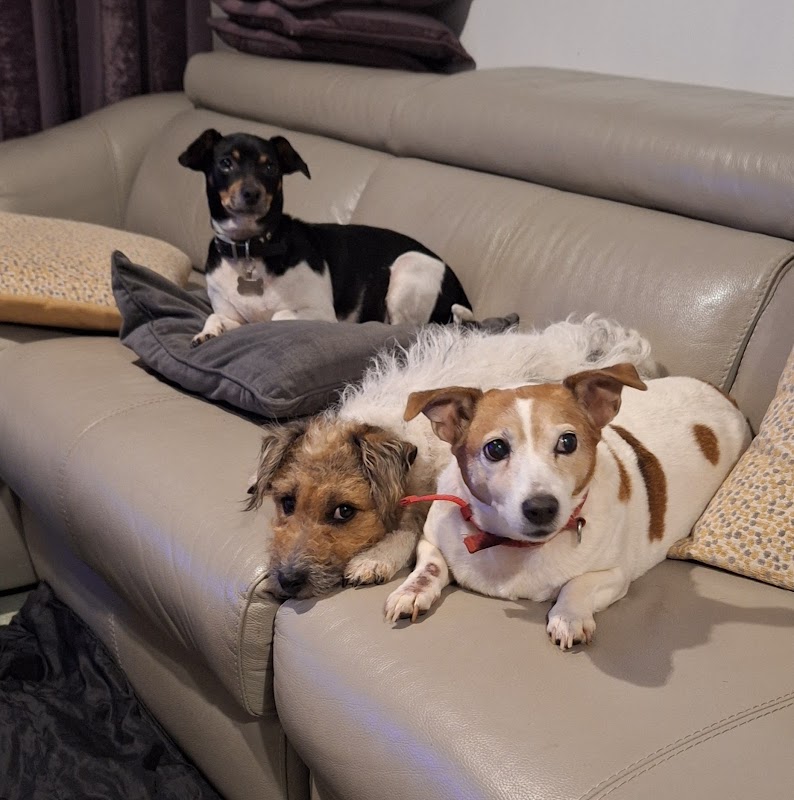 Guest Dog Abergele photo 3