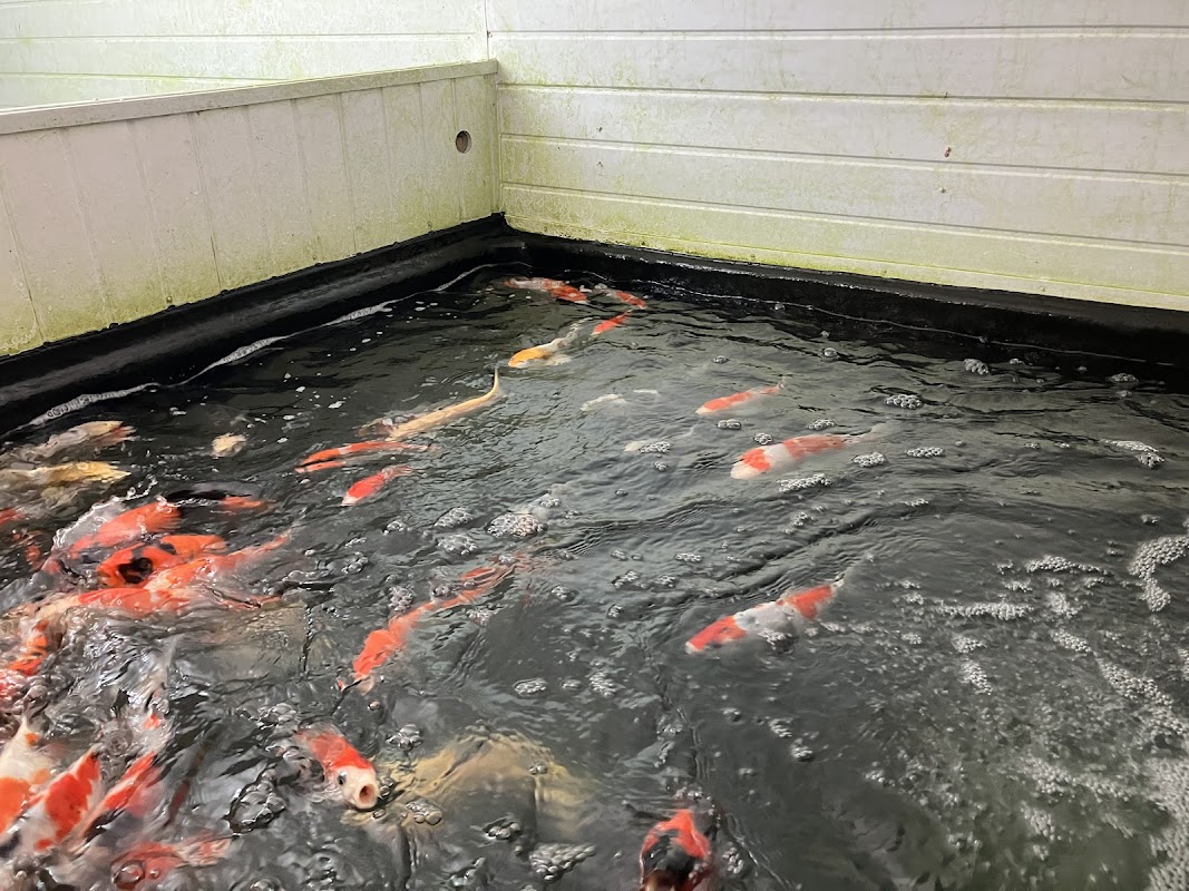 Angel Koi & Aquatics