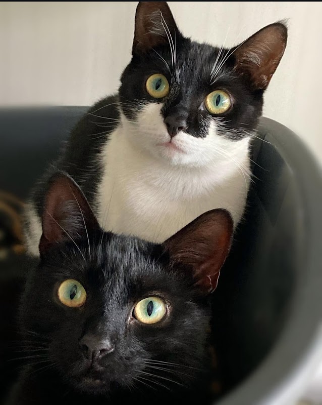 Camerton Cattery photo 1