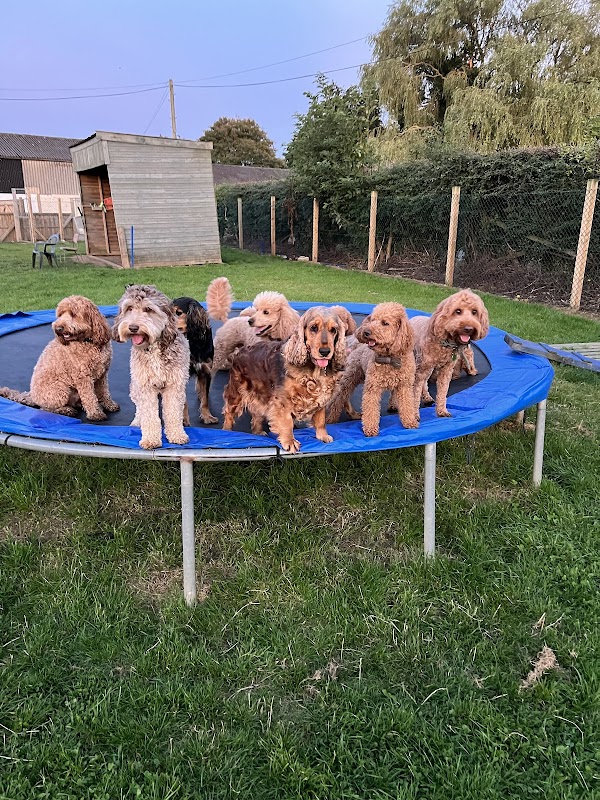In The Dog House photo 1