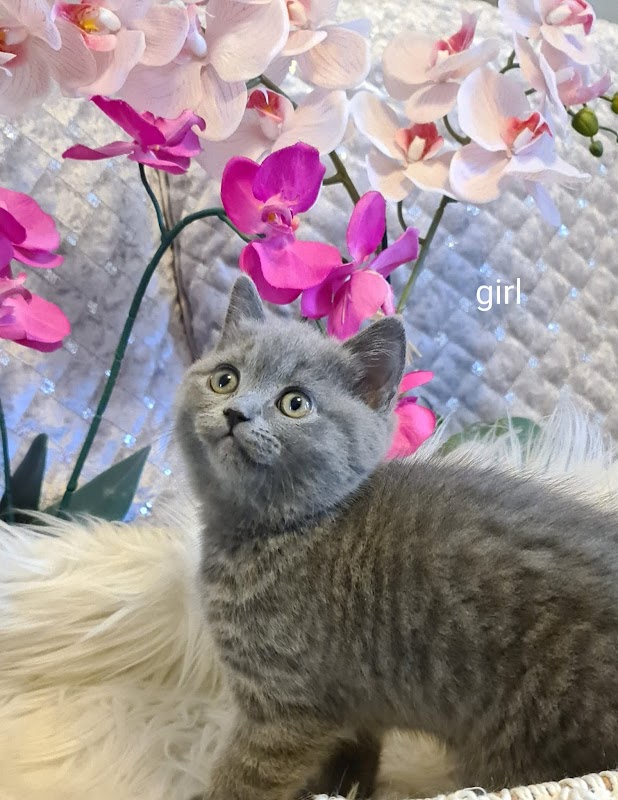 British Cats Breeding photo 1