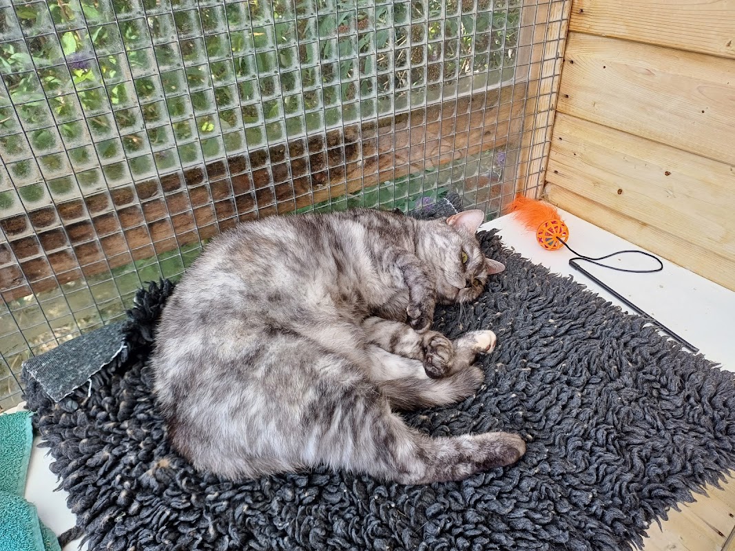 Glebe Cottage Cattery Surrey photo 2