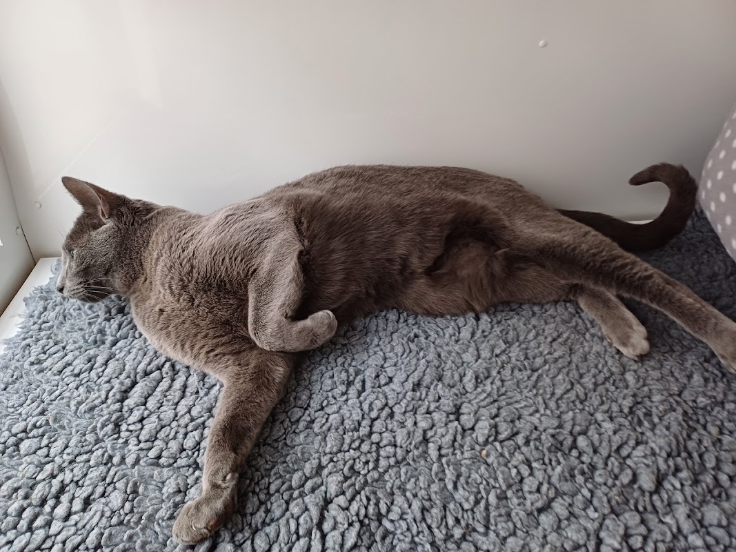 Glebe Cottage Cattery Surrey photo 3